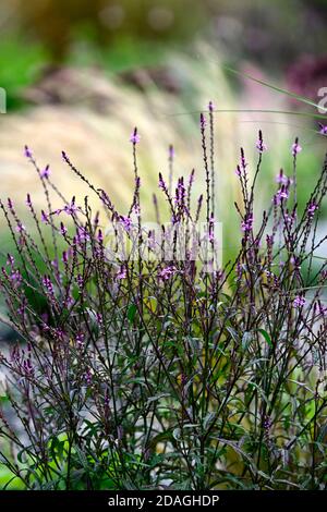 Verbena officinalis var grandiflora Bampton,vervain Bampton,vertical vivace,fines branches de wiry,violet profond feuillage,fleurs roses pourpres,fleurs,fleurs Banque D'Images