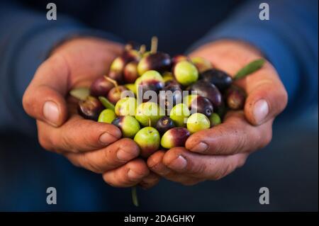 Récolte d'olives fraîches biologiques dans les mains de la vue de l'agriculteur arrière-plan frontal bleu Banque D'Images