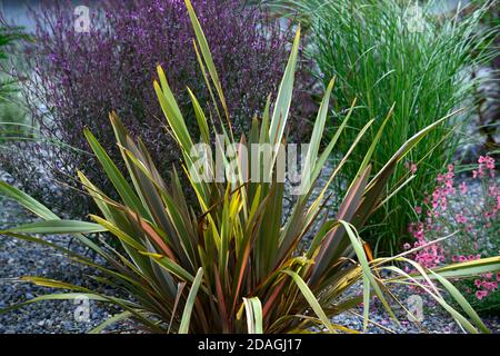 Phormium,lin de Nouvelle-Zélande,Verbena officinalis var grandiflora Bampton,,jardin sec,jardin de gravier,fleurs,fleurs,jardins,Xeriscape,Xeriscaping,RM Flo Banque D'Images