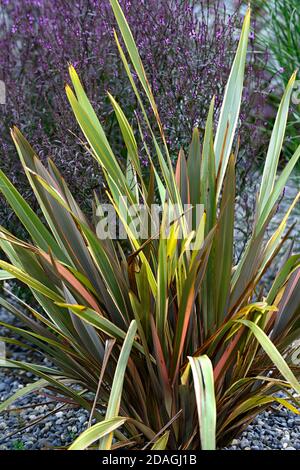 Phormium,lin de Nouvelle-Zélande,Verbena officinalis var grandiflora Bampton,,jardin sec,jardin de gravier,fleurs,fleurs,jardins,Xeriscape,Xeriscaping,RM Flo Banque D'Images