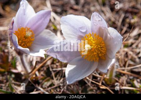 Fleur alpine, Dolomites du Parc naturel de Fanes-Sennes-Braies, Alto Aidge, Italie Banque D'Images