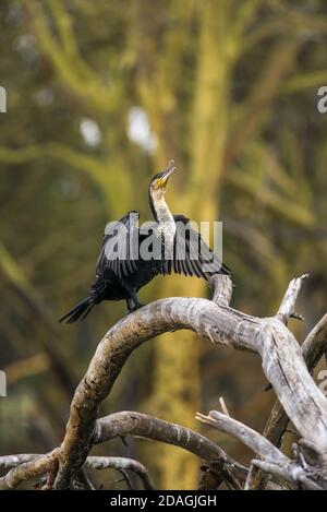 Un grand cormoran (Phalacrocorax carbo) séchant ses ailes perchées sur une branche, lac Naivasha, Kenya Banque D'Images