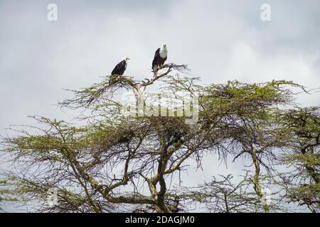 Paire d'aigles africains (Haliaeetus vocifer) perchée dans un acacia, lac Naivasha, Kenya Banque D'Images