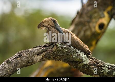 Hammerkop (Scopus umbretta) reposant sur une branche d'arbre, lac Naivasha, Kenya, Afrique de l'est Banque D'Images