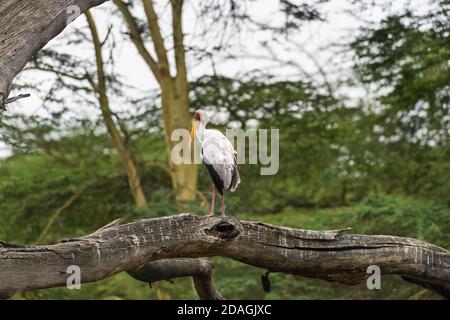 Cigogne à bec jaune (Mycteria ibis) perchée sur une grande branche morte, lac Naivasha, Kenya Banque D'Images