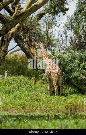 Une girafe Masai ou Maasai (Giraffa camelopardalis tippelskirchii) debout dans le feuillage, île Crescent, lac Naivasha, Kenya Banque D'Images