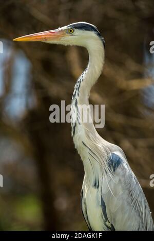 Héron gris (Ardea cinerea) debout par arbre, lac Naivasha, Kenya, Afrique de l'est Banque D'Images