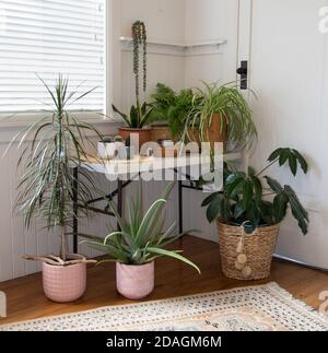 table dans la salle blanche avec groupe de maison en pot intérieure plantes Banque D'Images