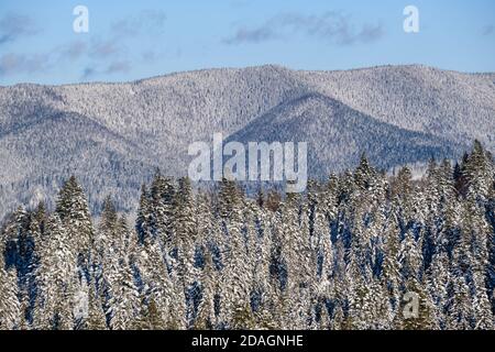 En hiver, les collines alpines offrent une vue sur la forêt de sapins et de pins depuis le village de montagne. Voyage pittoresque, randonnée, saisonnier, nature et campagne beauté conceep Banque D'Images