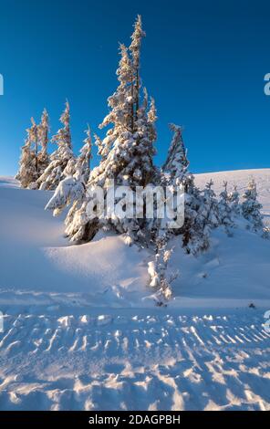 Sunrise Mountain ski freeride pistes et sapins bosquets près de la station alpine. Banque D'Images