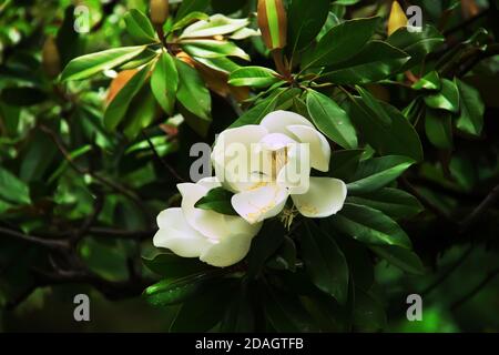 Grandes fleurs blanches de Magnolia grandiflora. Magnolia du sud (ou baie de taureaux) en fleur. Banque D'Images