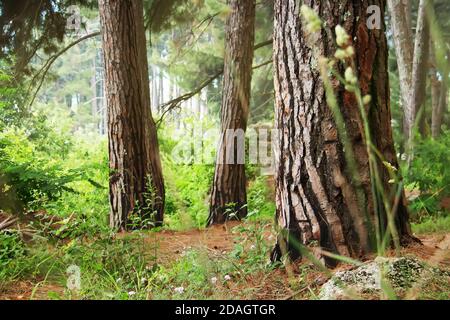 Forêt de pins. Arbres relicts (Pinus Pityusa, Pinus brutia, pin turc). Gagra, Abkhazie. Banque D'Images