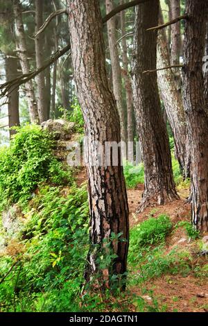 Forêt de pins. Arbres relicts (Pinus Pityusa, Pinus brutia, pin turc). Gagra, Abkhazie. Banque D'Images