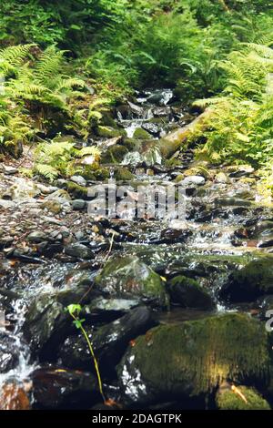 Ruisseau de montagne qui coule au-dessus des pierres de mousse dans une forêt d'été. Rosa Khutor Alpine Resort. Estosadok, Sotchi, Russie. Banque D'Images