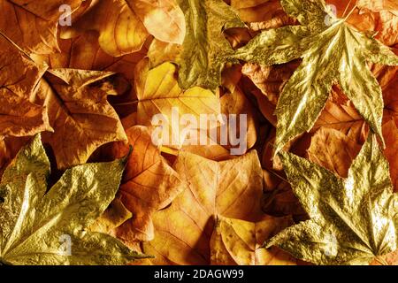 Arrière-plan d'automne créatif. Feuilles d'automne orange et or sur le modèle d'automne. Banque D'Images