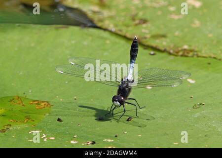 Le dard à fond blanc bulbeux (Leucorrhinia caudalis), mâle, se trouve sur une feuille de nénuphars, pays-Bas, Overijssel, parc national de Weerribben-Wieden Banque D'Images