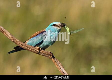 Rouleau européen (Coracias garrulus), perçant sur une branche avec une sauterelle dans le projet de loi, Hongrie, parc national de Kiskunsag Banque D'Images