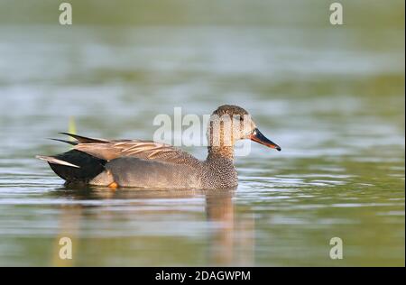 gadwall (Anas strerpera, Mareca strerpera), homme nageant, pays-Bas, Frison, parc national de Lauwersmeer Banque D'Images