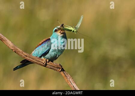 Rouleau européen (Coracias garrulus), perçant sur une branche avec une sauterelle dans le projet de loi, Hongrie, parc national de Kiskunsag Banque D'Images