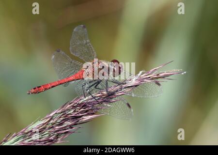 Ruddy sympetrum, Ruddy darter (Sympetrum sanguineum), homme assis sur l'oreille de graminées, pays-Bas, Overijssel, parc national de Weerribben-Wieden Banque D'Images