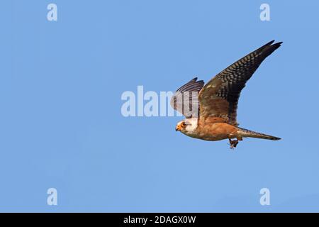 faucon à pieds rouges occidental (Falco pertinence), femelle volant avec la sauterelle capturée dans les embrayages, vue latérale, Hongrie, Hajdu-Bihar, Hortobagy Banque D'Images