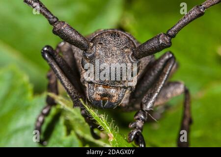 Scarabée de tisserand (Lamia textor, Pachytola textor), portrait, Allemagne Banque D'Images