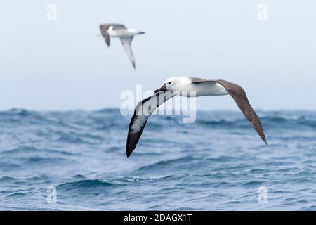 Albatros à nez jaune indien (Thalassarche carteri), adulte en vol, Afrique du Sud, Cap occidental Banque D'Images