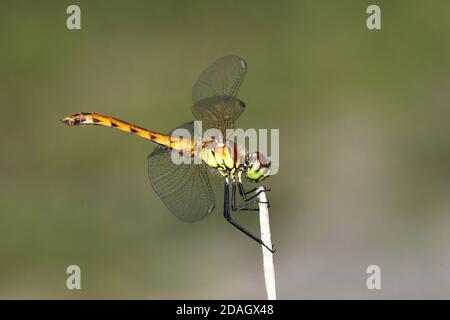 sympetrum d'Europe de l'est (Sympetrum depressiusculum), jeune homme se trouve à a STEM, pays-Bas, Overijssel, parc national de Weerribben-Wieden Banque D'Images