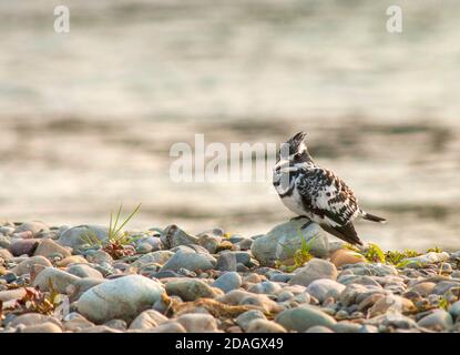 Petit pékan à pied (Ceryle rudis), homme perché sur un rocher sur la rive d'une rivière, Inde, parc national de Corbett Banque D'Images