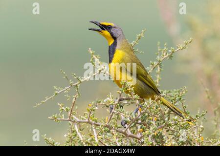 Crevettes bokmakierie (Telophorus zeylonus), chant adulte d'une brousse, Afrique du Sud, Cap occidental Banque D'Images