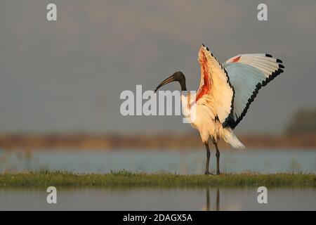 Sacred ibis (Threskiornis aethiopicus), debout au bord de l'eau avec des ailes surélevées, Afrique du Sud, KwaZulu-Natal, Zimanga Game Reserve Banque D'Images