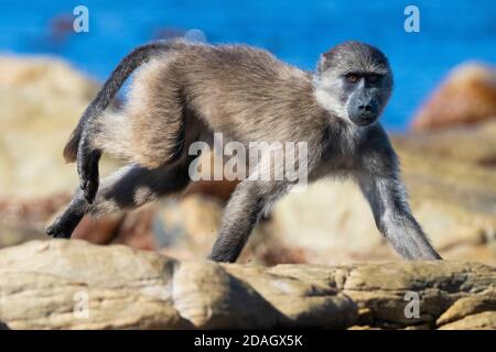 Babouin de Chacma, babouin d'anuus, babouin d'olive (Papio ursinus, Papio cynocephalus ursinus), juvénile tournant sur quelques rochers, Afrique du Sud, Cap occidental Banque D'Images