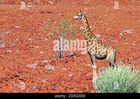 Un désert sud-africain Giraffe (Giraffa giraffa giraffa) dans le désert rocailleux de Torra Conservancy, Damaraland en Namibie Banque D'Images