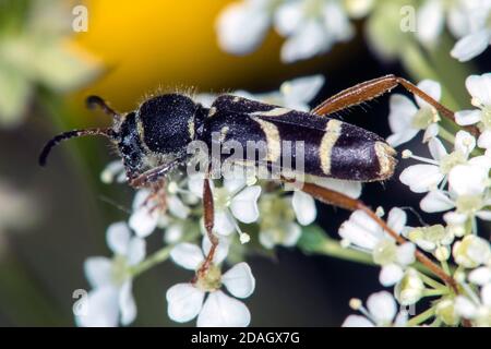 Scarabée de guêpe (Clytus arietis), sur un inflorescense, Allemagne Banque D'Images