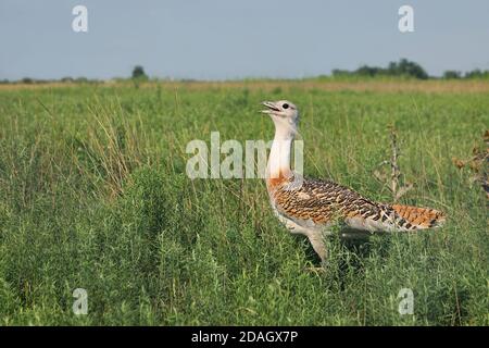 Grand butarde (Otis tarda), homme debout dans la Pannonian Steppe, vue latérale, Hongrie, parc national de Koeroes Maros Banque D'Images