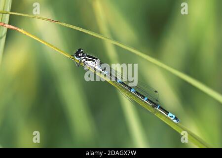 Ddamselfly variable (Coenagrion pulchellum), mâle sur la feuille de perdrix, pays-Bas, Overijssel, parc national de Weerribben-Wieden Banque D'Images