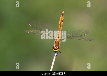 sympetrum d'Europe de l'est (Sympetrum depressiusculum), jeune homme se trouve à a STEM, pays-Bas, Overijssel, parc national de Weerribben-Wieden Banque D'Images