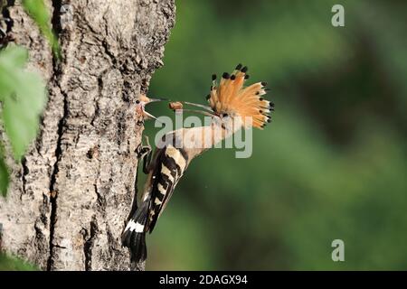 hoopoe (Upupa epops), nourrit les poussins de la grotte de reproduction avec des coléoptères capturés, Hongrie, Tiszaalpar Banque D'Images