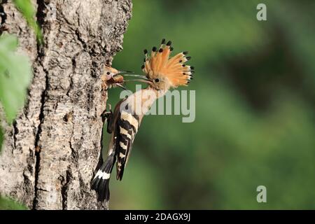 hoopoe (Upupa epops), nourrit les poussins de la grotte de reproduction avec des coléoptères capturés, Hongrie, Tiszaalpar Banque D'Images