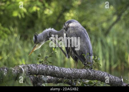 Héron gris (Ardea cinerea), toilettage sur une branche, Norvège, Troms Banque D'Images