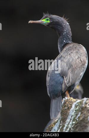 Pitt Shag, cormorant de Chatham, Pitt Island Shag, Featherstone's Shag (Phalacrocorax feefini), sur la falaise côtière, Nouvelle-Zélande, îles Chatham, Banque D'Images