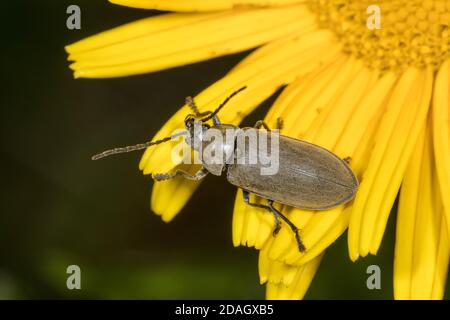 Orchid Beetle (Dascillus cervinus), se trouve sur une fleur, en Allemagne Banque D'Images