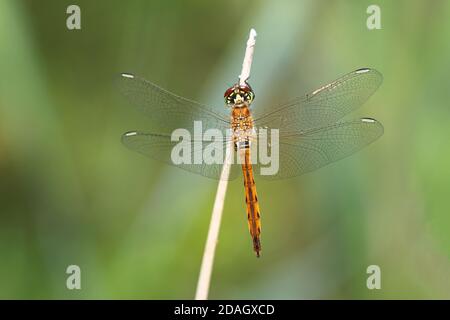 sympetrum d'Europe de l'est (Sympetrum depressiusculum), jeune homme se trouve à a STEM, pays-Bas, Overijssel, parc national de Weerribben-Wieden Banque D'Images