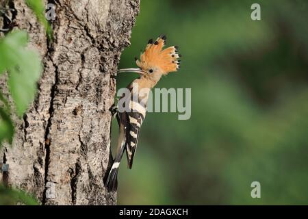 hoopoe (Upupa epops), nourrit les poussins de la grotte de reproduction avec des coléoptères capturés, Hongrie, Tiszaalpar Banque D'Images