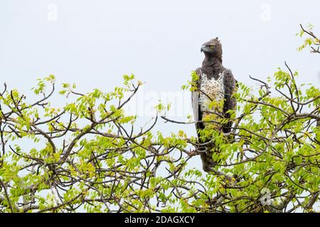 Aigle martial (Polemaetus bellicosus, Hieraaetus bellicosus), adulte perché sur un arbre, Afrique du Sud, Mpumalanga Banque D'Images