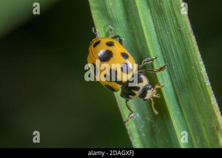 La coccinelle à treize taches (Hippodamia tredecimpunctata), est assise sur une feuille, en Allemagne Banque D'Images