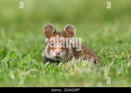 Hamster commun, hamster à ventre noir (Cricetus cricetus), assis dans un pré , Autriche Banque D'Images