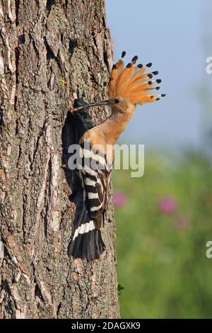 hoopoe (Upupa epops), nourrit les poussins de la grotte de reproduction avec des coléoptères capturés, Hongrie, Tiszaalpar Banque D'Images