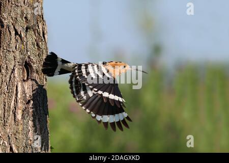 hoopoe (Upupa epops), à partir du trou de nidification, Hongrie, parc national de Koeroes Maros Banque D'Images