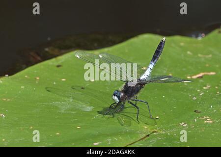 Le dard à fond blanc bulbeux (Leucorrhinia caudalis), mâle, se trouve sur une feuille de nénuphars, pays-Bas, Overijssel, parc national de Weerribben-Wieden Banque D'Images